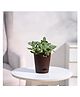 Ugaoo Fittonia Green Plant (Nerve Plant) with Self Watering Pot