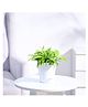 Ugaoo Dracaena Golden Milky Plant with Self Watering Pot