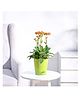 Ugaoo Kalanchoe Orange  Plant with Self Watering Pot