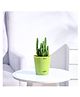 Ugaoo Elongated Cactus Plant with Self Watering Pot