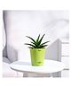 Ugaoo Aloe Vera Mini Plant with Self Watering Pot