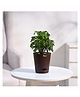 Ugaoo Aralia Golden Plant with Self Watering Pot