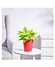 Ugaoo Money Plant Golden with Self Watering Pot