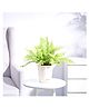 Ugaoo Golden Fern Plant with Self Watering Pot