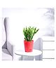 Ugaoo Christmas Cactus with Self Watering Pot