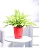 UGAOO Golden Fern Plant with Self Watering Pot