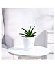 Ugaoo Aloe Vera Mini Plant with Self Watering Pot