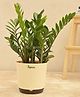 UGAOO ZZ Large Plant with Self Watering Plastic Pot
