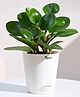 UGAOO Peperomia Green Plant with Self Watering Pot
