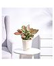 Ugaoo Aglaonema Pink Beauty Plant with Self Watering Pot