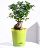 UGAOO Ficus Bonsai Plant with Self Watering Pot