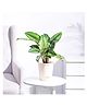 Ugaoo Calathea Pinstripe Medium Plant with Self Watering Pot