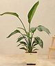 UGAOO Bird of Paradise Plant with Self Watering Pot- XL