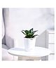 Ugaoo Snake Plant Green with Self Watering Pot