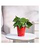 Ugaoo Philodendron Oxycardium Green Plant with Self Watering Pot