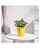 Ugaoo Fittonia Green Plant (Nerve Plant) with Self Watering Pot