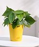 UGAOO Philodendron Oxycardium Green Plant with Self Watering Pot