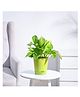 Ugaoo Money Plant Variegated with Self Watering Pot