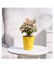 Ugaoo Syngonium Pink Plant with Self Watering Pot