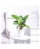 Ugaoo Calathea Pinstripe Medium Plant with Self Watering Pot