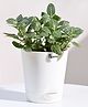 Ugaoo Fittonia Green Plant (Nerve Plant) with Self Watering Pot