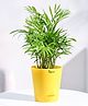 Ugaoo Bamboo Palm Plant with Self Watering Pot