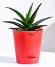 Ugaoo Aloe Vera Mini Plant with Self Watering Pot