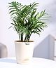 Ugaoo Bamboo Palm Plant with Self Watering Pot