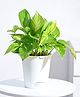 Ugaoo Money Plant Variegated with Self Watering Pot