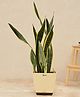 Ugaoo Sansevieria Laurentii Plant with Self Watering Pot- XL