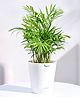 Ugaoo Bamboo Palm Plant with Self Watering Pot