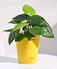 Ugaoo Betel Leaf Plant (Magai Paan) with Self Watering Pot