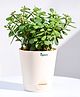 Ugaoo Jade Plant with Self Watering Pot