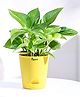 Ugaoo Money Plant Variegated with Self Watering Pot