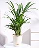 Ugaoo Areca Palm Plant with Self Watering Pot