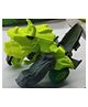 CT Toys Dino Robo Car 1- Green