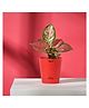 UGAOO Aglaonema Pink Plant Indoor with Self-Watering Pot