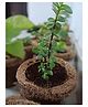 ilearngrow DIY Garderning Kit