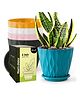 JD FRESH Set of 5 Plastic Wave Flower Pots for Home Planters - Multi color