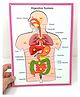 A&A Kreative Box Wooden Digestive System Puzzle-12 Pc