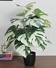 Arick Decor 2.2Ft Artificial Monstera Plants with Basic Black Pot | 18 Leaves Looking Indoor Plant