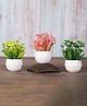 Foliyaj Set Of 3 Green, Yellow And Pink Mini Daisy Plants With Small White Lined Pots (Set Of 3)