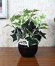 Foliyaj Artificial Ivy Plant In Black Bowl Shaped Pot With Embedded White Stones