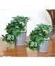 Foliyaj Set Of 2 Artificial Schefflera Plants In Grey Pots Embedded With White Stones (Set Of 2)