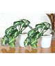 Foliyaj Set Of 2 Artificial Arrowhead Plants In White Pots Embedded With Brown Stones (Set Of 2)