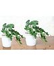 Foliyaj Set Of 2 Artificial Clover Plants In White Pots Embedded With Brown Stones (Set Of 2)
