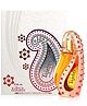 Nabeel Concentrated Oil Perfume - Tajebni, 20ml