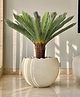 Mason Home Artificial Cycas Plant - 3.5 Feet