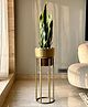 Mason Home Artificial Snake Plant Saga - 1.5 Feet