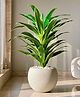 Mason Home Artificial Variegated Dracaena Plant - 4 Feet